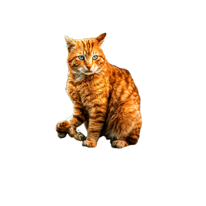 Ginger Cat With Green Eyes Sitting Beside A Metal Fence On A Concrete Path, Showcasing Urban Pet Life. 19831 - Cat PNG image with transparent background